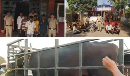 चरने गए मवेशियों की चोरी: CCTV बना गवाह, कुछ ही घंटों में 5 आरोपी गिरफ्तार