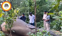 रायगढ़ में हाथी शावकों की मौत का खुलासा, संक्रमण बना वजह