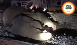 रायगढ़ में मालगाड़ी की चपेट में आई मादा हाथी, उपचार के दौरान मौत