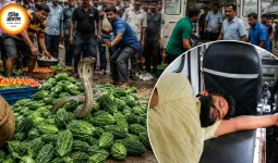 बिलासपुर के सब्जी बाजार में कोबरा निकलने से हड़कंप, युवक को सांप ने डसा