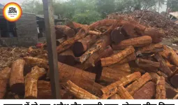 रायपुर में अवैध खैर लकड़ी का बड़ा भंडाफोड़, दो ट्रक से ज्यादा माल जब्त; तस्करी नेटवर्क की जांच तेज