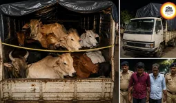 रायपुर में वाहन से मिले 10 मवेशी, क्रूरता के आरोप में 2 गिरफ्तार