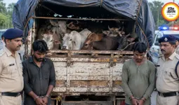 दुर्ग में 15 मवेशियों से भरा वाहन पकड़ा, MP के कत्लखाने ले जाने का आरोप