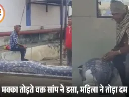 हरदा में सर्पदंश से महिला की मौत: मक्का के खेत में काम करते वक्त सांप ने काटा, पांच बच्चों की मां ने रास्ते में तोड़ा दम