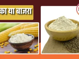 सर्दियों में मक्का या बाजरा? जानें कौन सा अनाज देता है ज्यादा फायदा, क्या कहते हैं न्यूट्रीशन एक्सपर्ट