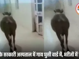 सर्जिकल वार्ड में टहलती दिखी आवारा गाय, सिविल सर्जन बोले- यह मेरा काम नहीं; संक्रमण का खतरा बढ़ा