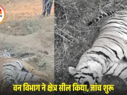 बालाघाट के जंगल में बाघिन का शव मिलने से हड़कंप: वन विभाग ने क्षेत्र सील किया, चार महीने में दूसरी मौत से बढ़ी चिंता