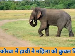 कोरबा: जंगली हाथी के हमले में महिला की मौत, पति ने छलांग लगाकर बचाई जान