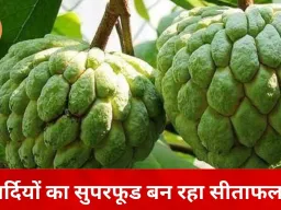 इम्युनिटी बूस्टर के रूप में उभरा सीताफल, सर्दियों में बढ़ा सेवन