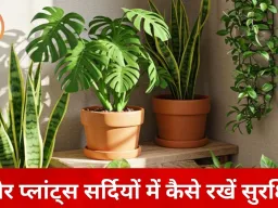 सर्दियों में इंडोर प्लांट्स की खास देखभाल जरूरी, सही पौधे और देखरेख से घर रहेगा हरा-भरा