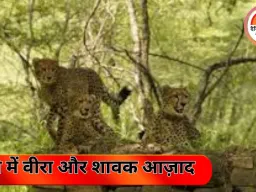 कूनो नेशनल पार्क में वीरा और उसके 10 महीने के शावक आज आज़ाद; अंतर्राष्ट्रीय चीता दिवस पर CM मोहन यादव की सौगात