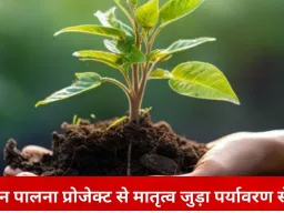 रायपुर में ‘ग्रीन पालना’ पहल: बच्चे के जन्म के साथ मां को मिलेगा पौधा, पर्यावरण से जोड़ा मातृत्व