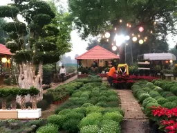 बढ़ते प्रदूषण के बीच ग्रीनवेज नर्सरी की पहल: पर्यावरण हितैषी पौधों पर भारी छूट, लोगों को हरियाली से जोड़ने की कोशिश