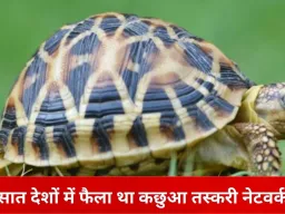 कछुआ तस्करी के अंतरराष्ट्रीय आरोपी मुरुगेशन का थाइलैंड प्रत्यर्पण तय