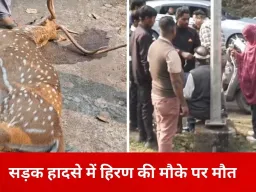 जबलपुर में सड़क पर अचानक आया बारहसिंगा, एक्टिवा से भिड़ंत; दंपति घायल, हिरण की मौत