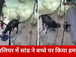 ग्वालियर में आवारा सांड का हमला, 6 साल के बच्चे के सिर में लगे 25 टांके