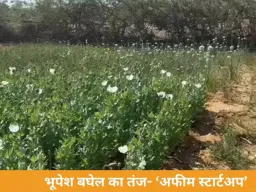 रायगढ़ में फिर पकड़ी गई अवैध अफीम की खेती