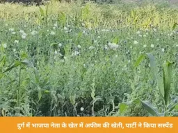 दुर्ग में भाजपा नेता के खेत में अफीम की खेती का खुलासा, पार्टी ने किया सस्पेंड