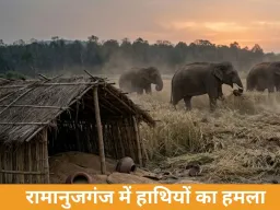 रामानुजगंज में हाथियों का कहर, 3 एकड़ फसल रौंदी और 30 क्विंटल गेहूं नष्ट, ग्रामीणों में दहशत