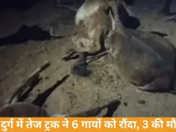 दुर्ग में तेज रफ्तार ट्रक ने 6 गायों को रौंदा, 3 की मौत; ग्रामीणों का चक्काजाम, भारी वाहनों पर रोक की मांग