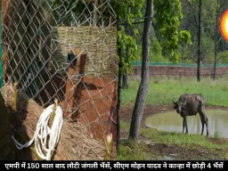 एमपी में 150 साल बाद लौटी जंगली भैंसें, सीएम मोहन यादव ने कान्हा में छोड़ी 4 भैंसें