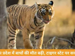 मध्य प्रदेश में बाघों की मौत पर बढ़ी चिंता, 6 दिन में 3 शावकों की मौत