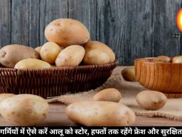 गर्मियों में ऐसे करें आलू को स्टोर, हफ्तों तक रहेंगे फ्रेश और सुरक्षित