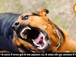 MP के सतना में पागल कुत्ते से मचा हाहाकार! 40 से ज्यादा लोग हुए अस्पताल में भर्ती