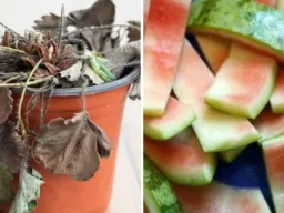 झुलसते पौधों को ऐसे दें ठंडक: तरबूज के छिलकों से तैयार करें देसी टॉनिक, बगीचा फिर होगा हरा-भरा