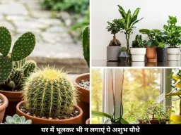 घर की खुशहाली पर असर डाल सकते हैं ये 5 पौधे, वास्तु में माने गए अशुभ