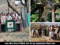 कूनो मे मादा चीता जंगल में दौड़ेगी, टाइगर स्टेट से आगे MP बन रहा वाइल्डलाइफ मॉडल