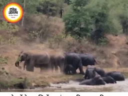 कटघोरा में 13 हाथियों की जलक्रीड़ा, वीडियो वायरल