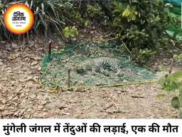 मुंगेली के जंगल में तेंदुओं की खूनी जंग, एक की मौत; दूसरा गंभीर घायल