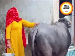 टीवी देखे बिना दूध नहीं देती भैंस! वायरल वीडियो ने इंटरनेट पर मचाई धूम