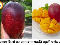 2.5 लाख रुपये किलो का मियाजाकी आम बना आकर्षण, यूपी मैंगो फेस्टिवल में उमड़ी भीड़
