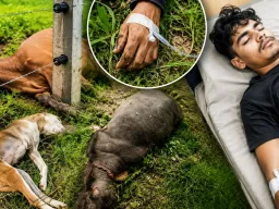 सीधी में खेत के कंटीले तार में दौड़ा करंट, तीन पशुओं की मौत; बचाने पहुंचा युवक घायल