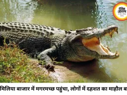 सीधी के अमिलिया बाजार में घुसा मगरमच्छ: रातभर दहशत में रहे लोग, कड़ी मशक्कत के बाद वन विभाग ने किया रेस्क्यू