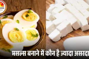 हाई प्रोटीन डाइट: अंडा बेहतर या पनीर? जानें किससे मिलेगा ज्यादा फायदा