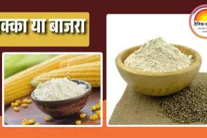 सर्दियों में मक्का या बाजरा? जानें कौन सा अनाज देता है ज्यादा फायदा, क्या कहते हैं न्यूट्रीशन एक्सपर्ट