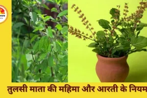 गुरुवार का महत्व: जानें तुलसी पूजा और आरती के सही नियम, जिनसे घर में बढ़े सुख-शांति