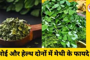 मेथी या कसूरी मेथी: जानिए कैसे पहचानें ये दो अलग पौधे
