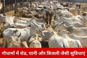 छत्तीसगढ़ में 46 शेल्टर होम में 4,160 मवेशी, 36 गौधामों के लिए प्रशासनिक स्वीकृति