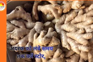 इस तरह अदरक को लंबे समय तक करें स्टोर, ताज़गी रहे बरकरार