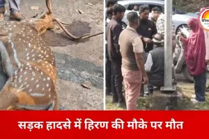 जबलपुर में सड़क पर अचानक आया बारहसिंगा, एक्टिवा से भिड़ंत; दंपति घायल, हिरण की मौत