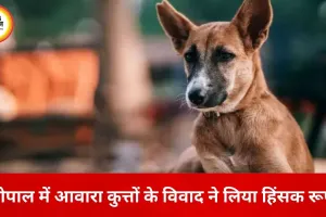 भोपाल में पेट लवर्स का हिंसक विरोध: आवारा कुत्तों की शिकायत पर दो महिलाओं पर तलवार से हमला, CCTV में कैद वारदात