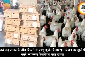 बर्ड फ्लू अलर्ट के बीच दिल्ली से आए चूजे, बिलासपुर स्टेशन पर खुले में उतरे, संक्रमण फैलने का बढ़ा खतरा