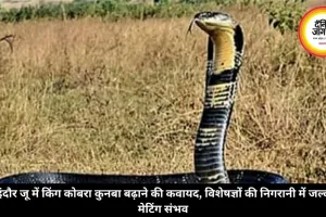 इंदौर जू में किंग कोबरा कुनबा बढ़ाने की कवायद, विशेषज्ञों की निगरानी में जल्द मेटिंग संभव