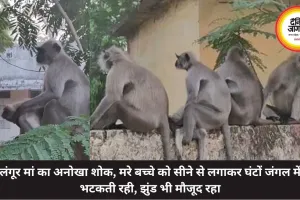लंगूर मां का अनोखा शोक, मरे बच्चे को सीने से लगाकर घंटों जंगल में भटकती रही, झुंड भी मौजूद रहा