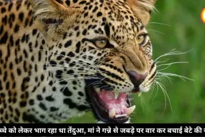 बच्चे को लेकर भाग रहा था तेंदुआ, मां ने गन्ने से जबड़े पर वार कर बचाई बेटे की जान