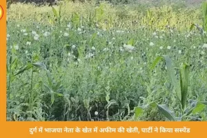 दुर्ग में भाजपा नेता के खेत में अफीम की खेती का खुलासा, पार्टी ने किया सस्पेंड